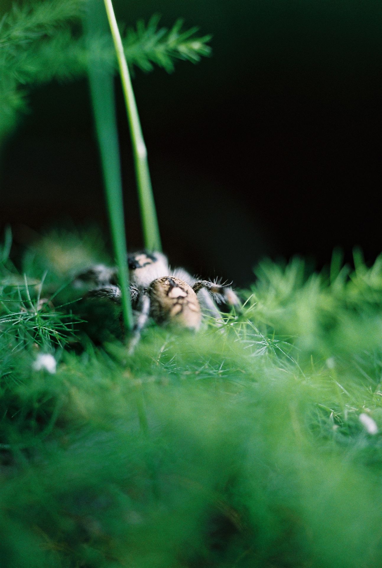 Phidippus regius
