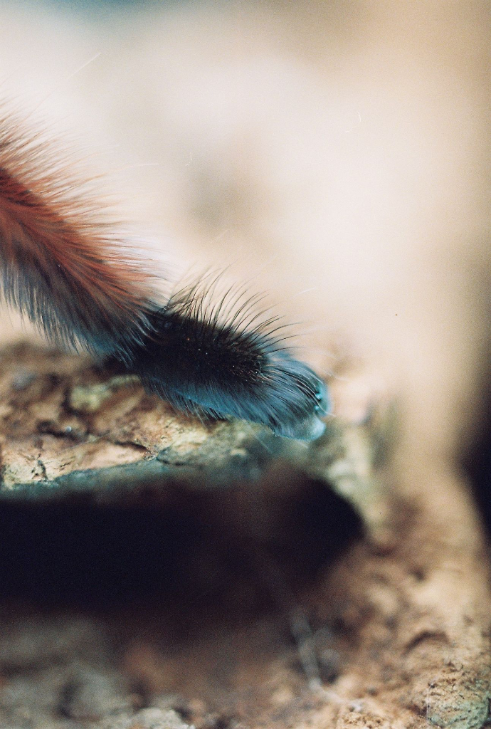 Tarse de Caribena versicolor